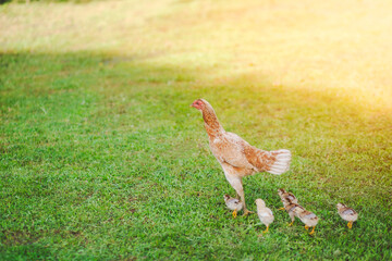 Mother hen and chicks in the garden