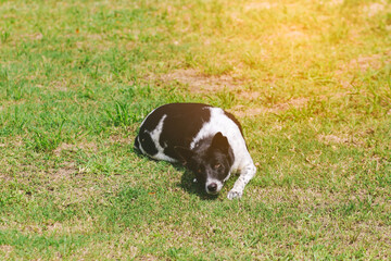 portrait of a dog