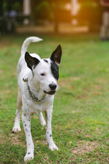 portrait of a dog