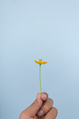 hand holding a yellow flower on blue background