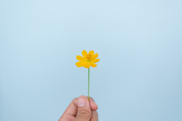 hand holding a yellow flower on blue background