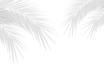 Realistic shadow overlay effect. Natural palm leaf shadows isolated on transparent background....