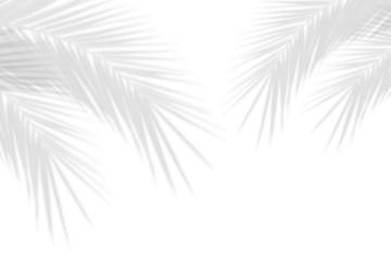 Realistic shadow overlay effect. Natural palm leaf shadows isolated on transparent background. Coconut Leaf, foliage branch silhouette decoration. Design element object for Summer