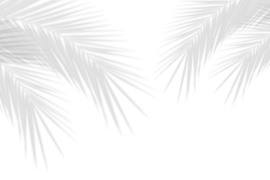 Realistic shadow overlay effect. Natural palm leaf shadows isolated on transparent background. Coconut Leaf, foliage branch silhouette decoration. Design element object for Summer