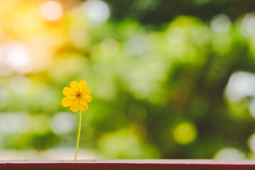 Spring flowers on bokeh background