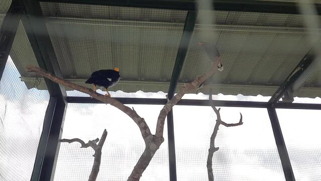 hill myna or black bird in a cage at the zoo