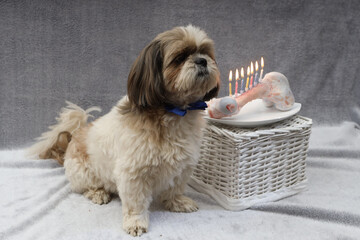holiday candles on a bone for a dog's birthday