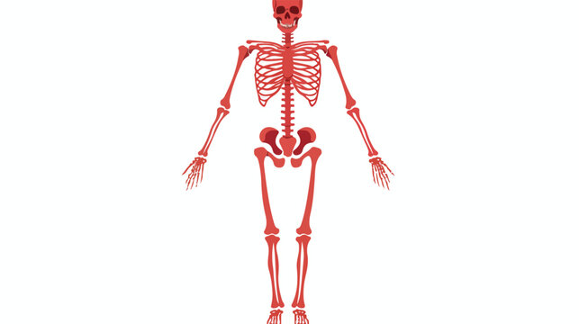 Skeleton flat vector isolated on white background 