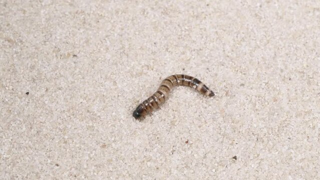 The larva of the Argentine cockroach digs sand. Blaptica dubia