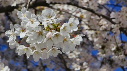 Weiße Kirschblüten vor blauem Himmel im Frühling