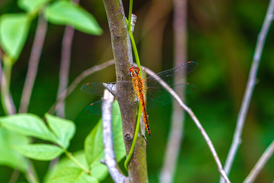 Wandering glider sitting on a tree trunk