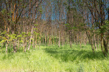 Trees in the forest.