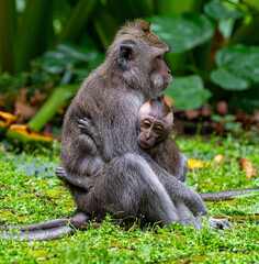 Mommy Long-tail Monkey with baby in the Sangeh Monkey Forest.
