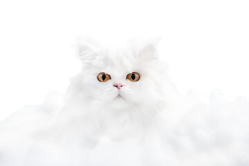 Funny cat in foam isolated on transparent background.