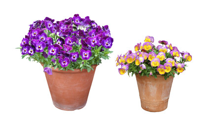 パンジー　４月撮影　