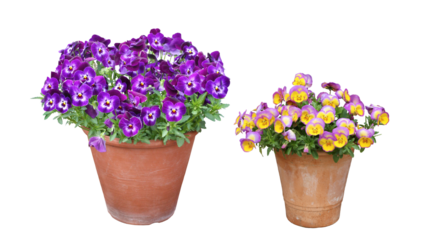 パンジー　４月撮影　