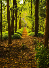 path in the forest