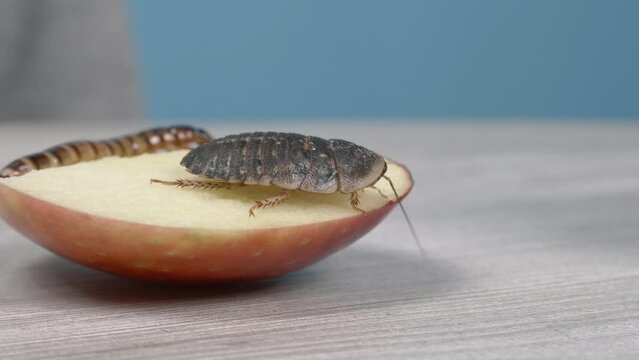 An Argentine cockroach eats an apple. Larva in the background. Blaptica dubia