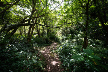 Obraz premium Hiking trail hidden in the forest, sunlight shine through the leafs on the path, in New Taipei City, Taiwan.