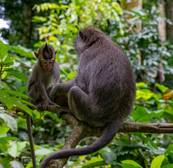 Two long-tail monkeys in the Sangeh Monkey Forest om Bali.