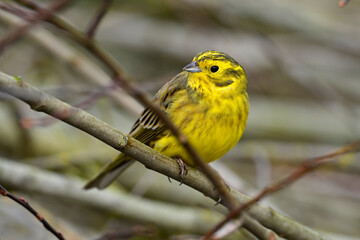 Goldammer // Yellowhammer (Emberiza citrinella)