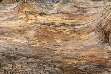 Detailed shot showing the intricate lines and colors of a wood surface.