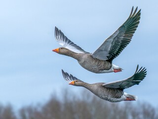 The greylag goose or graylag goose is a species of large goose in the waterfowl family Anatidae and the type species of the genus Anser.  - obrazy, fototapety, plakaty