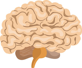 Brain cartoon icon. Human organ. Mind symbol