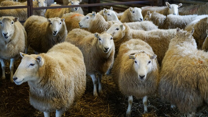 Flock of sheep inside a barn with hay