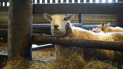 Sheep in an enclosed pen inside a rustic barn with scattered hay