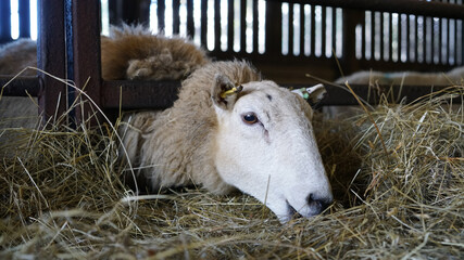 Welsh flock of Ewe Sheep and lambs feeding on hay inside a barn shed in Wales, March 2023 © Wirestock