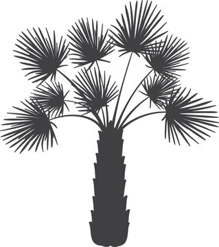 Exotic palm black silhouette. Tropical plant icon