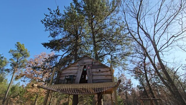 Low and wide angle shot of tree house build around pine trees wobbling against blue sky in windy sunny day.
