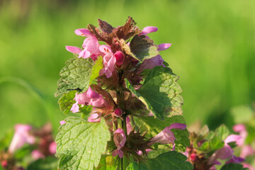 Lamium purpureum flower petals color white red