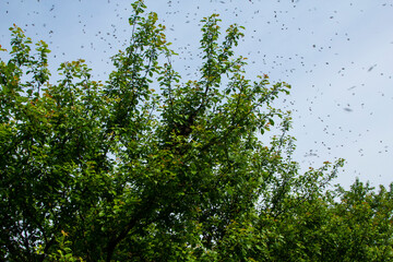 Swarming bees. Bee swarm on a tree branch.  Instinct of reproduction of bees leads to the separation of a group of these insects from their former colony. 