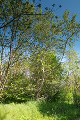 Trees in the forest.