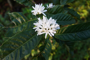 white coffee flowers blooming on a coffee plantation                             