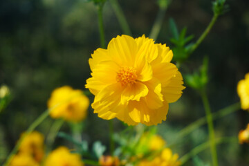 Selective focus Tropical flowers yellow daisy Coreopsis in the garden
