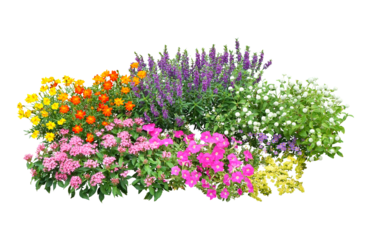 寄せ植え　8月撮影