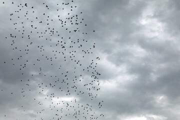 A flock of birds in a cloudy sky. - 763821687