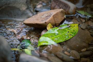 Close up to the green leaf standing in the stream, foreground and background out of focus in purpose, in New Taipei City, Taiwan.