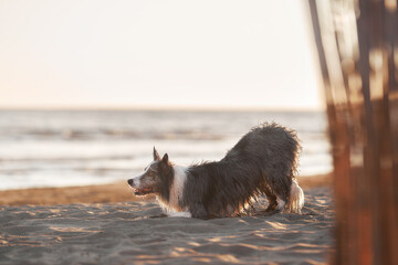 A soaked Border Collie rests on the beach, gazing seaward at sunset. The warm hues of the setting...