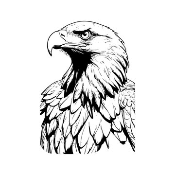 Black and white line art of a majestic eagle