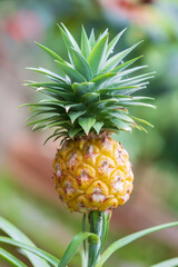 Pineapple, a fruit resembling a pine cone discovered in a botanical garden. Ananas comosus