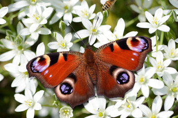 Schmetterling 1132