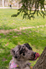 Fototapeta premium border collie puppy