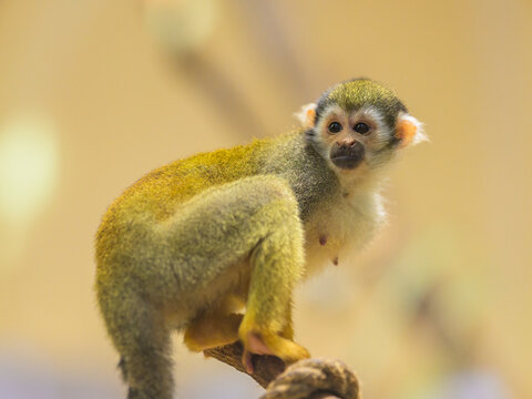 A Guianan squirrel monkey sitting on a branch