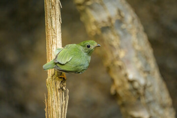 A Blue backed Manakin sitting on a branch