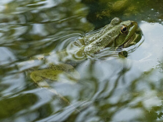 Anatolian water frog in a pond, Gelemis, Turkey 