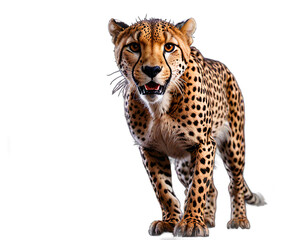 cheetah isolated transparent background PNG ai generated